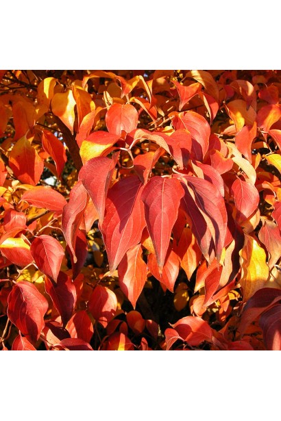 Дерен Коуза китайський осіннє забарвлення